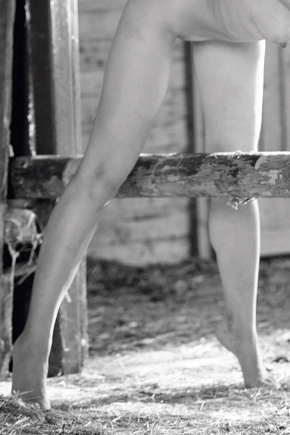 BARNYARD HARMONY - Image 3