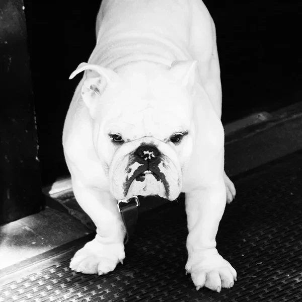 White bulldog with a determined look, artistic street photography